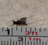 Kettle Blue Quill Measured.jpg