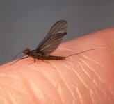 Kettle Blue Quill Profile.jpg