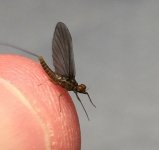 Kettle Blue Quill slope.jpg