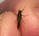Kettle Blue Quill Belly.jpg