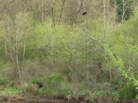 Cub in Tree.JPG