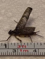 Caldwell March Brown Measured.jpg
