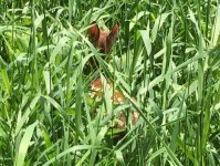 Fawn along First Fork.jpg