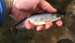 EFS Brookie1.jpg