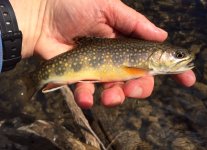 EFS Brookie2.jpg