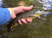 EFS Brown Largest.jpg