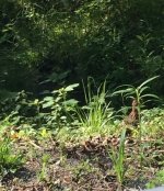 EFS Grouse with Chicks.jpg