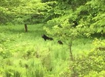 Momma and Cub.jpg