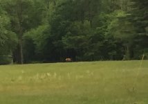 Elk Along Kettle.jpg