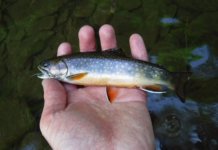 CFC Brookie.jpg