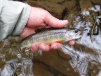 CFC Brookie2.jpg