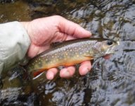 CFC Colorful Plump Brookie.jpg