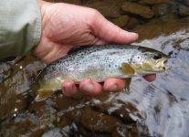 CFC Brown1.jpg