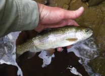 CFC Bow.jpg