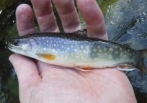 YWC Brookie Well Fed.jpg
