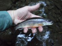 YWC Another Well Fed Brookie.JPG