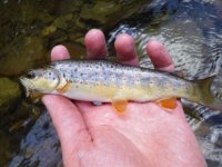 YWC Brown1.jpg