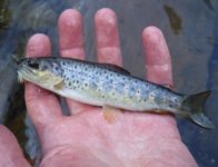 YWC Brown2.jpg
