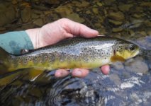 YWC Brown3.jpg