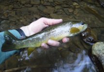 YWC Last Brown.jpg