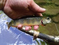 Little Kettle Brookie1.jpg