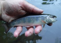 Little Kettle Brookie2.jpg