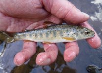 Little Kettle Brown1.jpg
