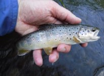Little Kettle Brown2.jpg