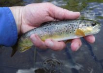 Little Kettle Brown3.jpg