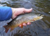 Little Kettle Brown4.jpg