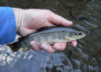 Little Kettle Brown5.jpg