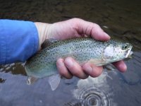 Little Kettle Bow.jpg