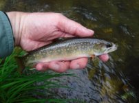 Trout Run Brookie1.jpg