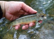 Trout Run Brookie2.jpg