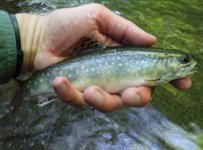Trout Run Brookie3.jpg