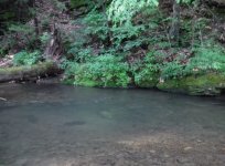 Trout Run Hole.jpg