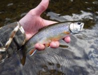 Kettle 2020 Brookie Day1.jpg