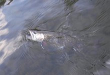 Kettle Brookie Day2.jpg