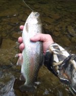 Kettle 2020 Bow1.jpg