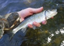 Kettle 2020 Fallfish Resurgence.jpg
