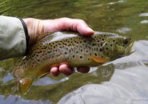 Kettle Largest Brown 16”.jpg