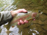 Kettle Largest Bow 16”.jpg