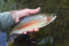 Kettle Prettiest Bow.jpg