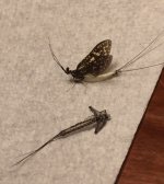 Kettle 2020 Coffin fly and exoskeleton.jpg