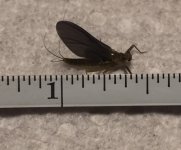 Kettle 2020 BWO Profile.jpg