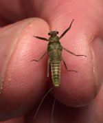 Kettle 2020 BWO Belly.jpg