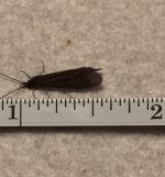 Kettle 2020 Dark Caddis Measured.jpg