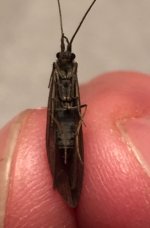 Kettle 2020 dark Caddis Belly.jpg