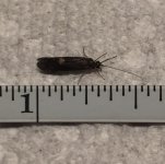 Kettle 2020 Green Caddis measured.jpg
