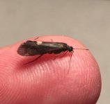 Kettle 2020 Green Caddis Profile.jpg